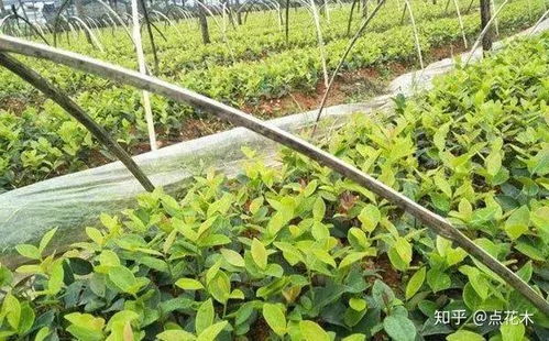 苗木種植新風(fēng)口 果實經(jīng)濟與生態(tài)雙贏的經(jīng)營之道